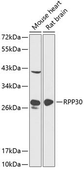 RPP30 Rabbit pAb