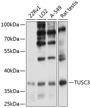TUSC3 Rabbit pAb