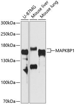 MAPKBP1 Rabbit pAb