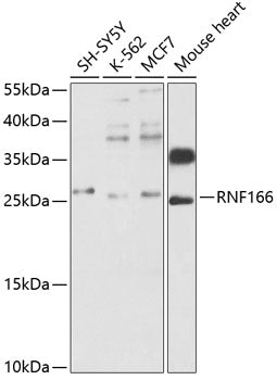 RNF166 Rabbit pAb