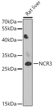 NCR3 Rabbit pAb