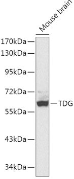 TDG Rabbit pAb