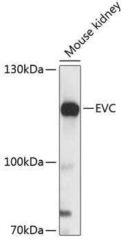 EVC Rabbit pAb