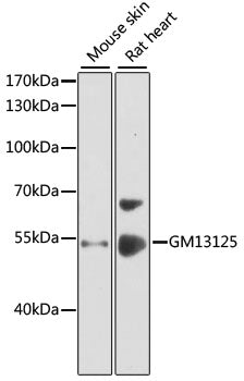 GM13125 Rabbit pAb
