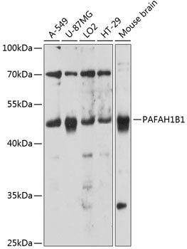 PAFAH1B1 Rabbit pAb