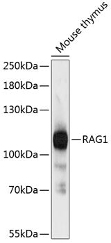 RAG1 Rabbit pAb