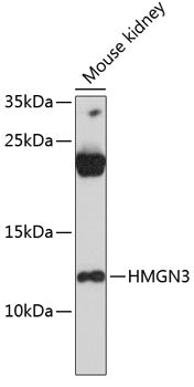 HMGN3 Rabbit pAb