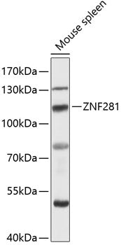 ZNF281 Rabbit pAb