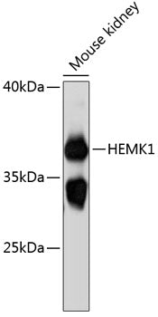 HEMK1 Rabbit pAb
