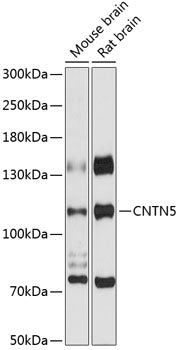 CNTN5 Rabbit pAb
