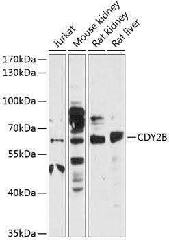 CDY2B Rabbit pAb