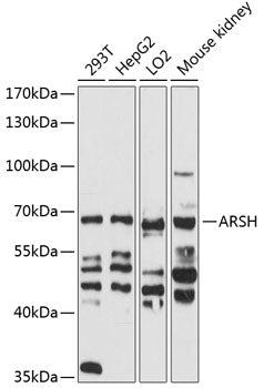 ARSH Rabbit pAb