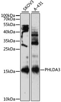PHLDA3 Rabbit pAb