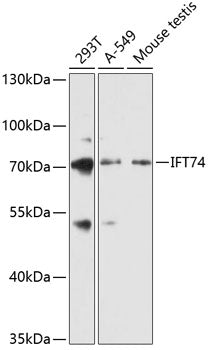 IFT74 Rabbit pAb