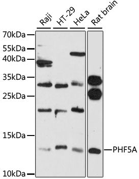 PHF5A Rabbit pAb