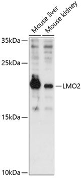 LMO2 Rabbit pAb