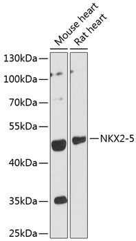 NKX2-5 Rabbit pAb