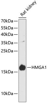 HMGA1 Rabbit pAb