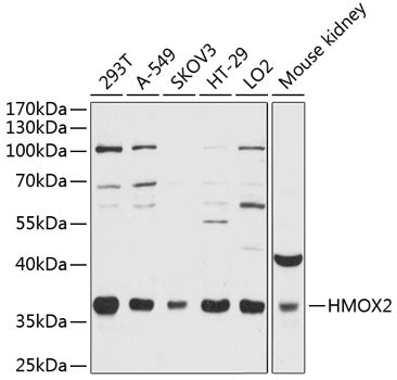 HMOX2 Rabbit pAb