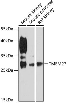 TMEM27 Rabbit pAb