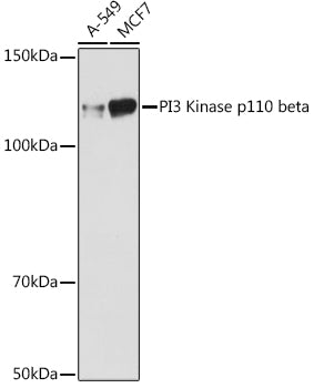 PI3 Kinase p110 beta Rabbit mAb