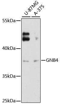 GNB4 Rabbit pAb