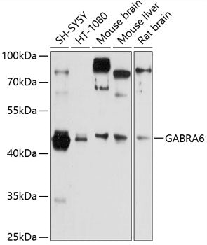 GABRA6 Rabbit pAb