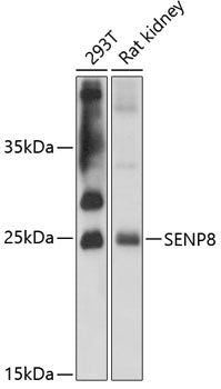 SENP8 Rabbit pAb