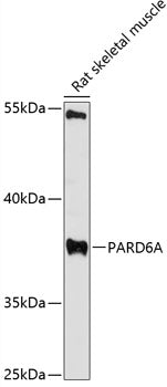 PARD6A Rabbit pAb