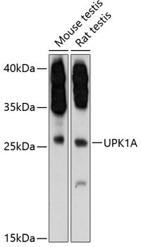 UPK1A Rabbit pAb