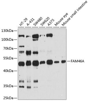 FAM46A Rabbit pAb