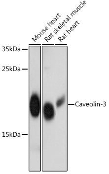 Caveolin-3 Rabbit pAb