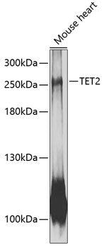 TET2 Rabbit pAb