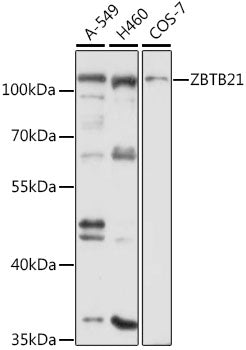 ZBTB21 Rabbit pAb