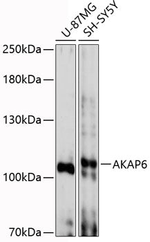 AKAP6 Rabbit pAb