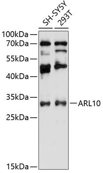 ARL10 Rabbit pAb