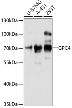 GPC4 Rabbit pAb