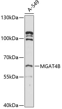 MGAT4B Rabbit pAb