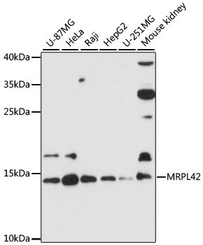 MRPL42 Rabbit pAb