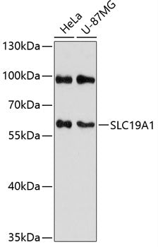 SLC19A1 Rabbit pAb