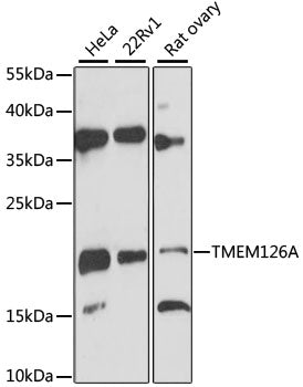 TMEM126A Rabbit pAb