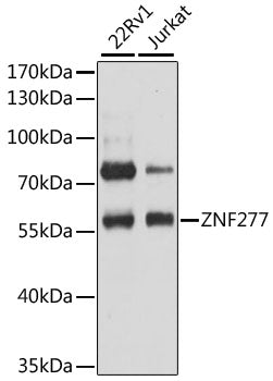 ZNF277 Rabbit pAb