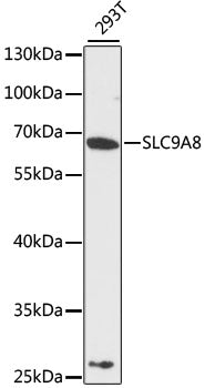 SLC9A8 Rabbit pAb