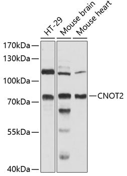 CNOT2 Rabbit pAb