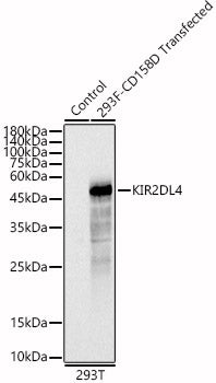 KIR2DL4 Rabbit pAb