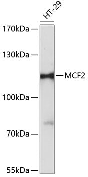 MCF2 Rabbit pAb