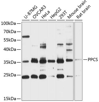PPCS Rabbit pAb