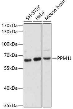 PPM1J Rabbit pAb