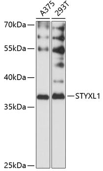 STYXL1 Rabbit pAb