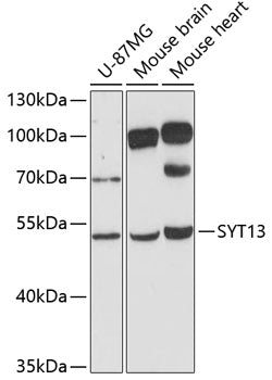 SYT13 Rabbit pAb